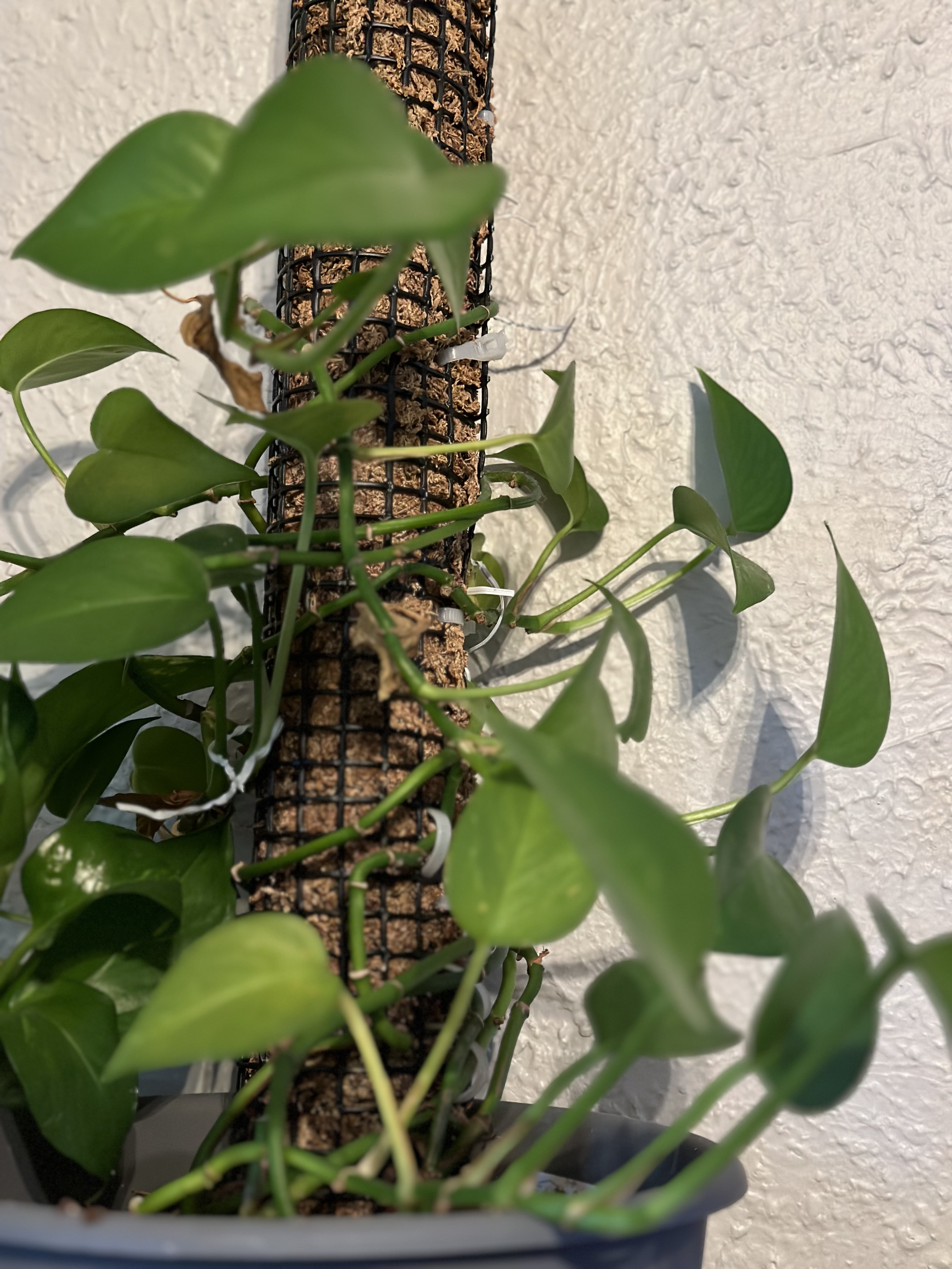 A pothos plant wrapping around a moss pole.
