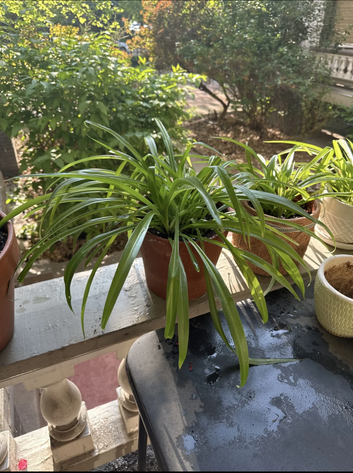 A spider plant sitting on a balcony